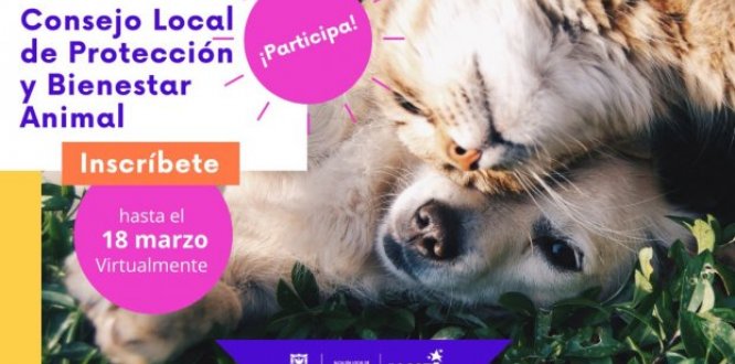 Ya están abiertas inscripciones para el Consejo Local de Protección y Bienestar Animal Ya están abiertas inscripciones para el Consejo Local de Protección y Bienestar Animal