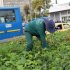 Con la implantación de 18 mil plantas y el desmonte de cambuches se recuperó el separador de la Avenida 19, en Paloquemao